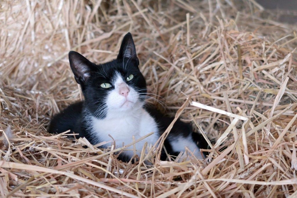 סיפורי חיות מחמד מצחיקים של חתול החווה