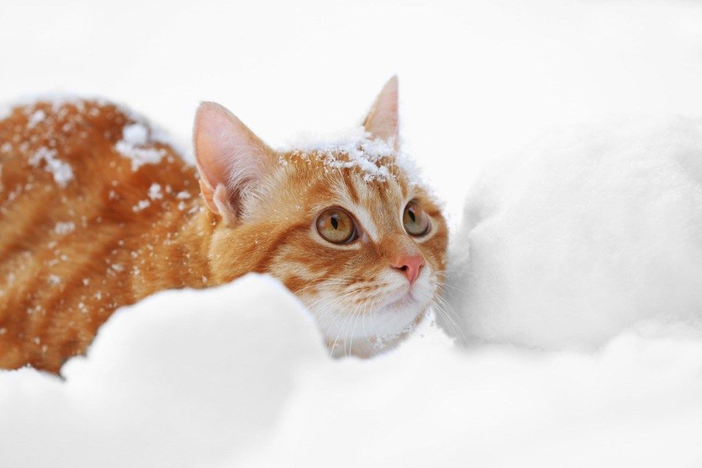 แมวในหิมะเรื่องสัตว์เลี้ยงตลก