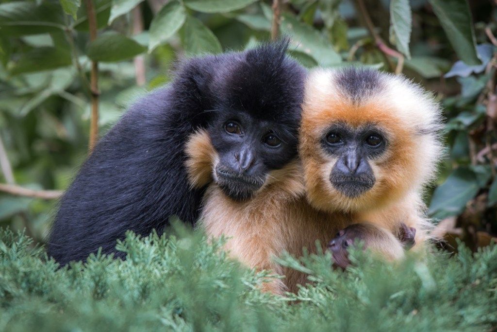 Miela gibbon gyvūnų pora
