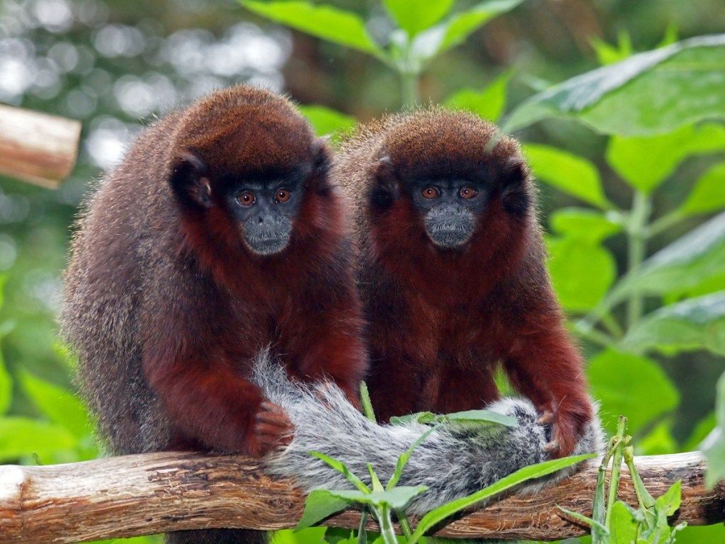 Raudonos Titi beždžionės ant medžio šakos