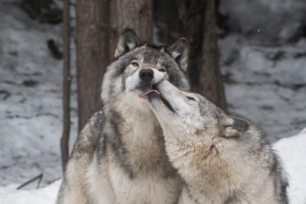 Pilki vilkai vieni kitiems bučiuoja
