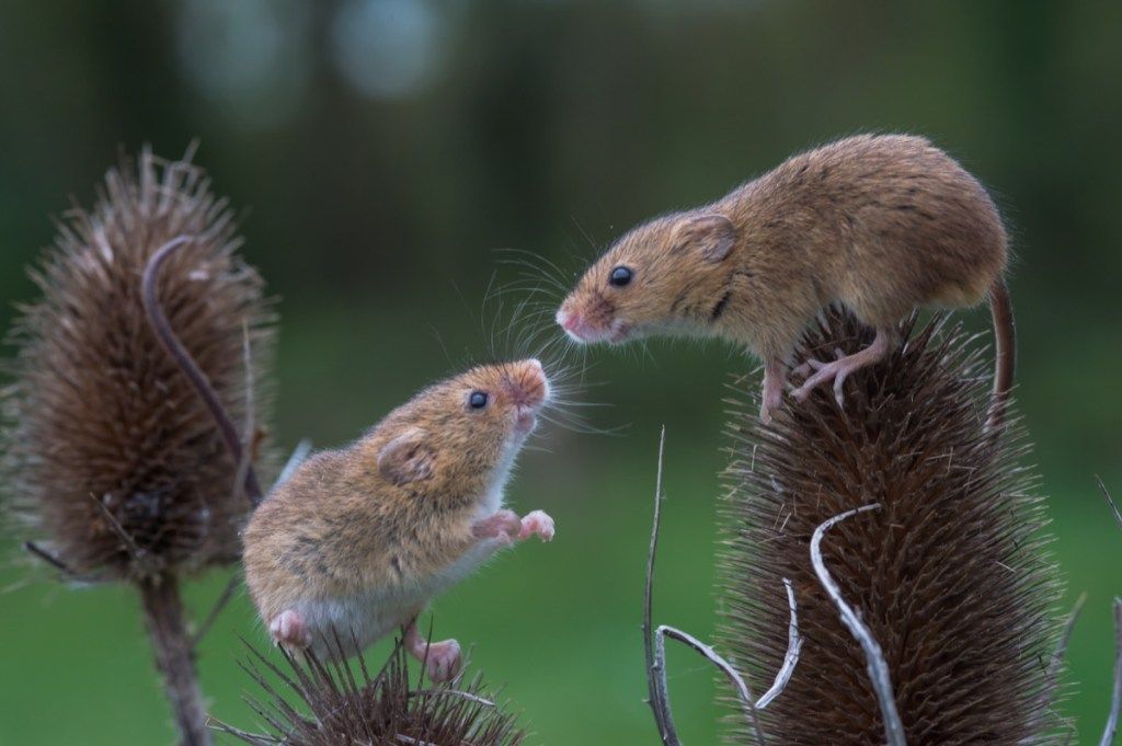Pari söpöjä hiiriä