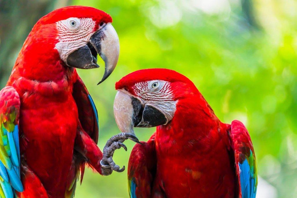 Scarlet macaw papūgos, įsitaisiusios ant šakos