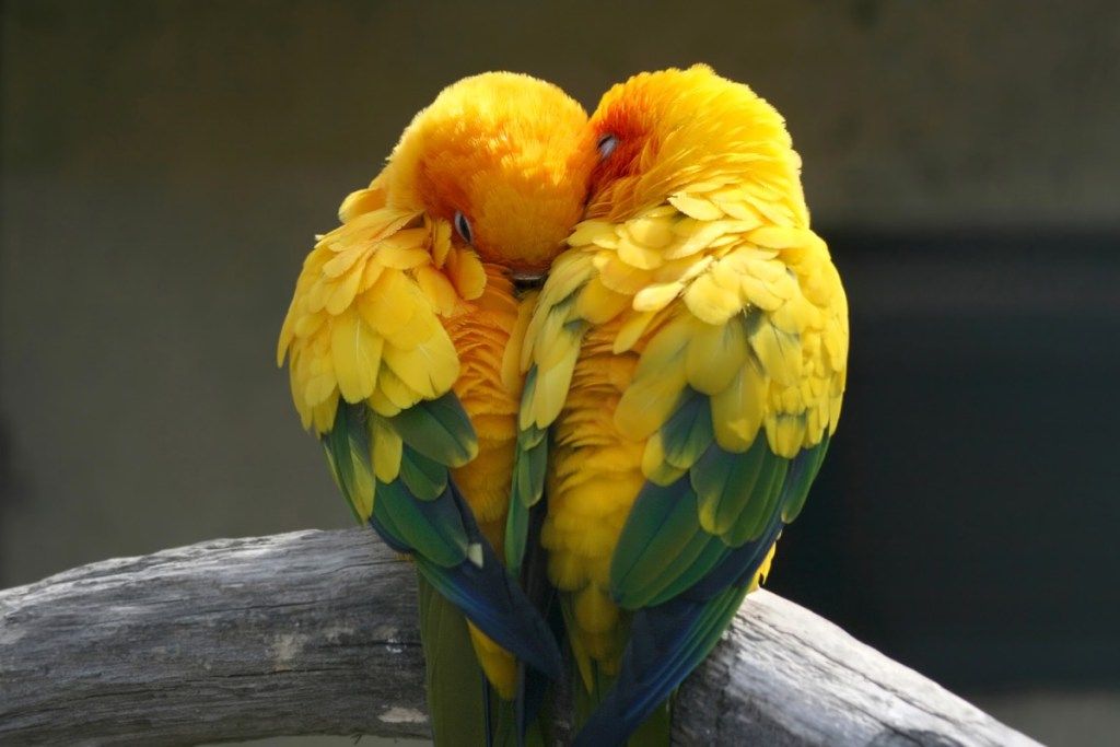 įsimylėję paukščiai meilės gyvūnai
