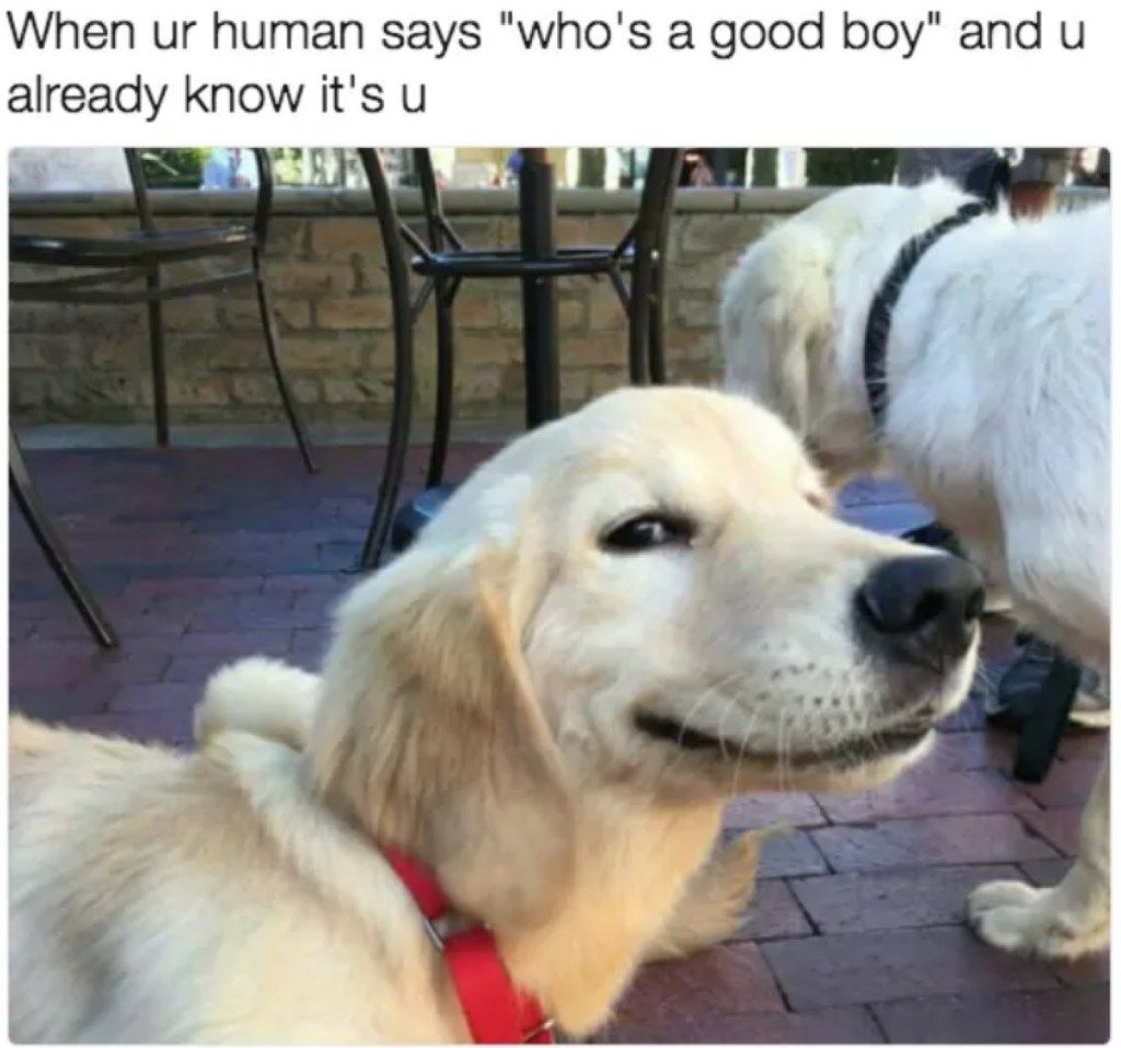 šunų memai