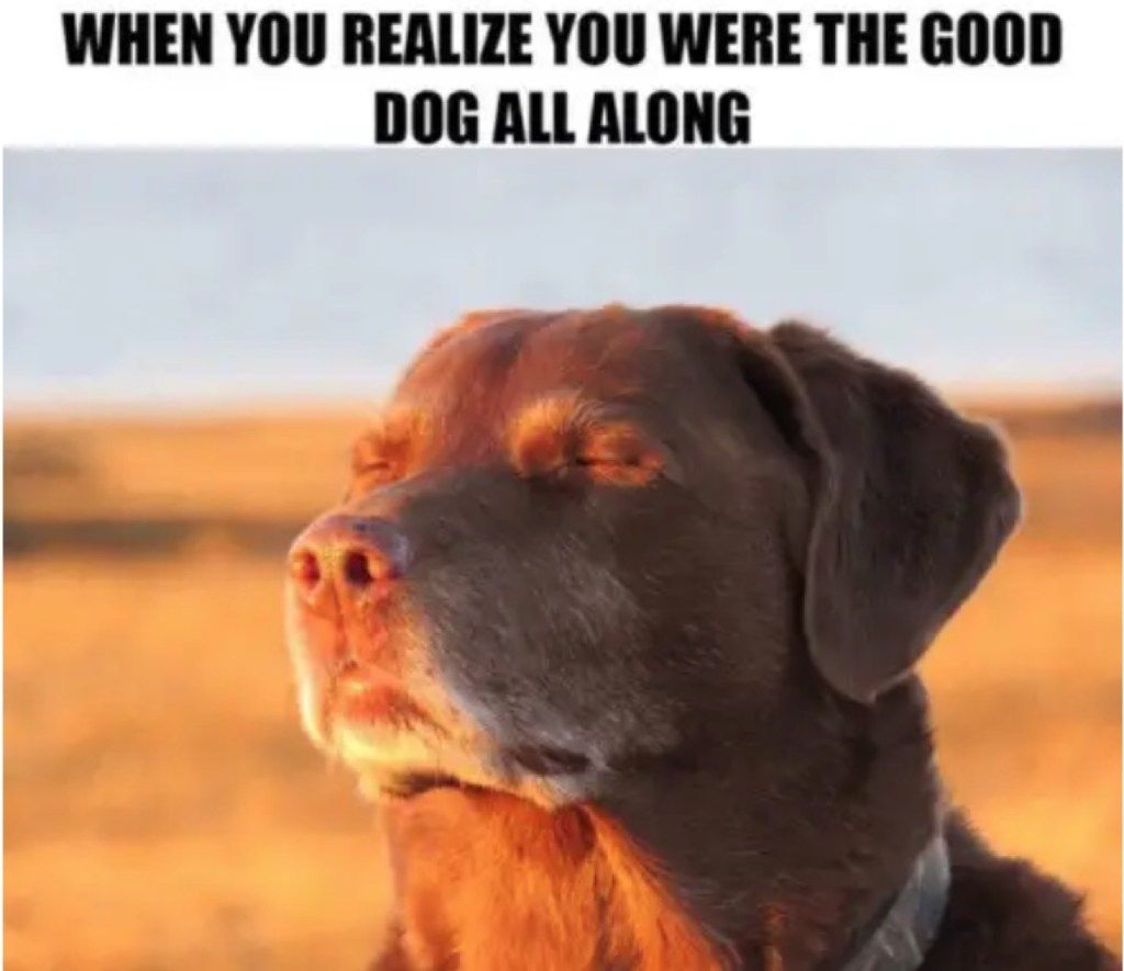 šunų memai