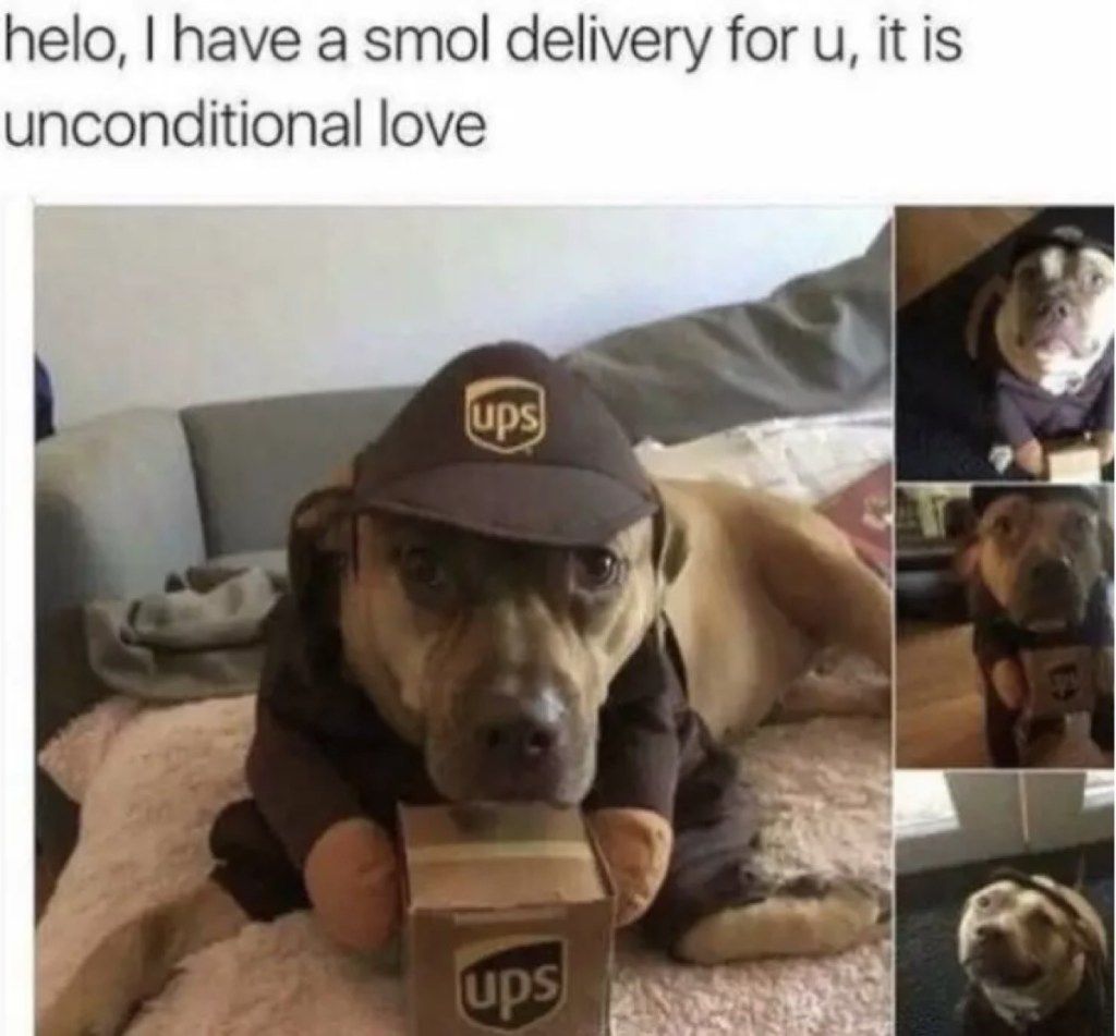 UPS teikia meilės šunų memus