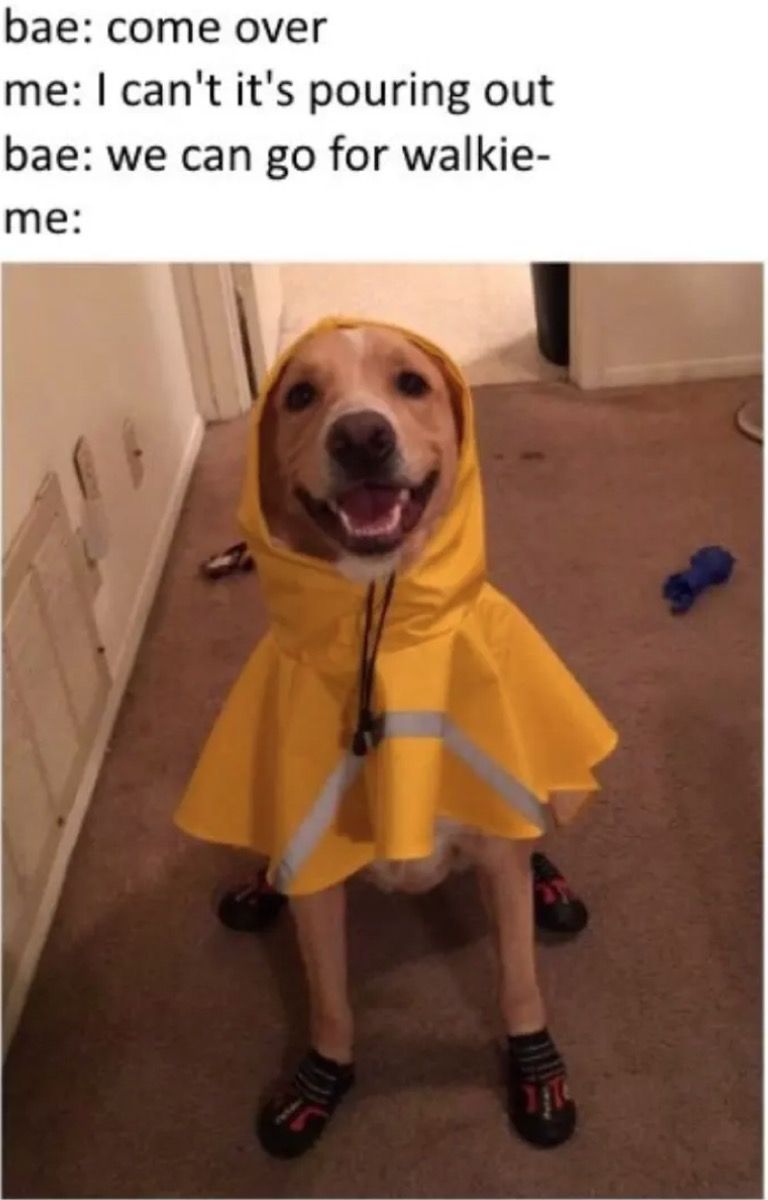 koira yllään sadetakki koiran meemejä