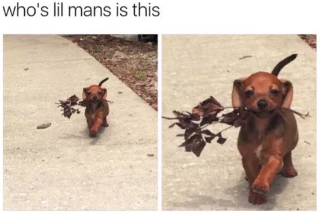 romantiškas šunų memas
