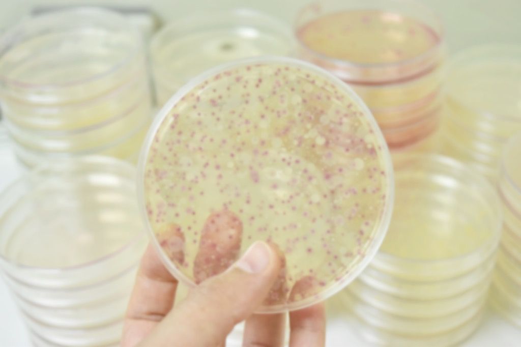Stebinantys faktai bakterijos