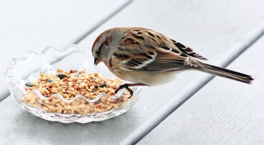 lintu syö lintujen ruokaa astiasta, asioita, joita sinun ei pitäisi