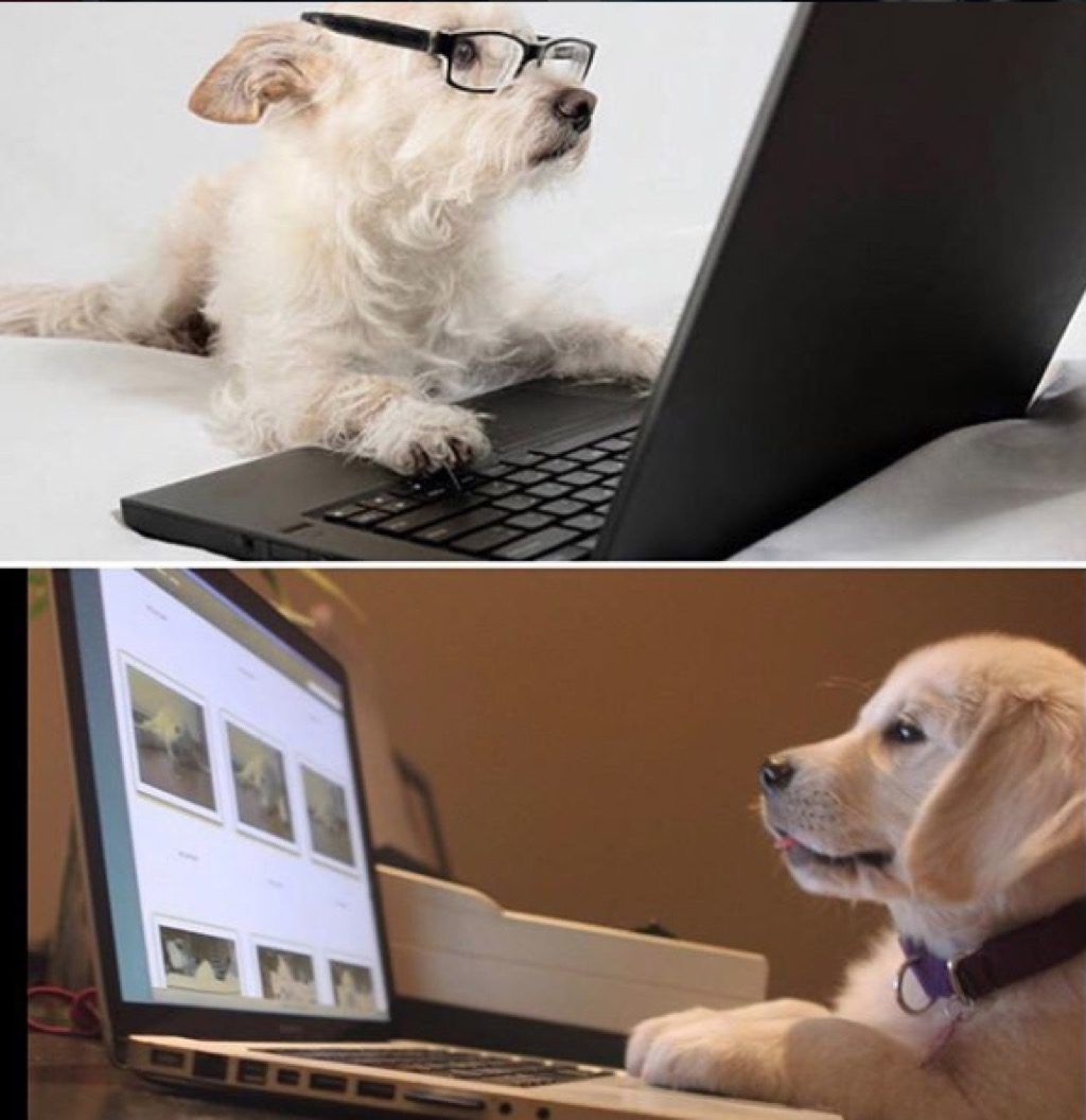 perros en la computadora