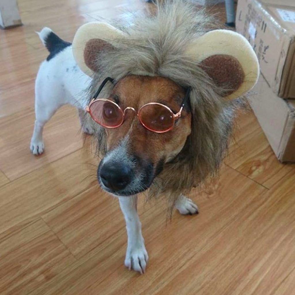 Elton-Hund