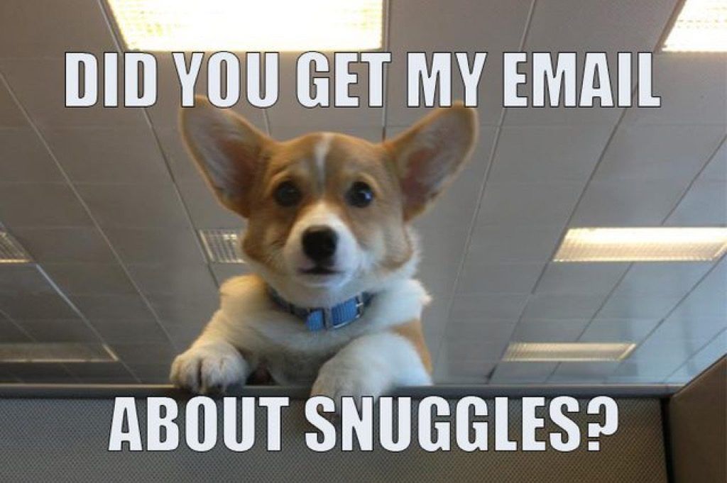¿Recibiste mi correo electrónico sobre el meme de snuggles?