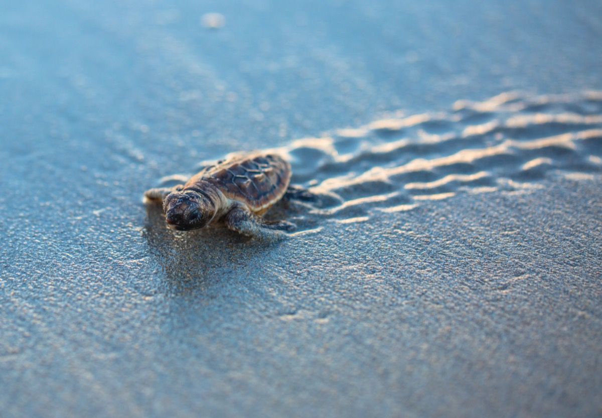 Babyschildkröte auf dem Weg zum Meer