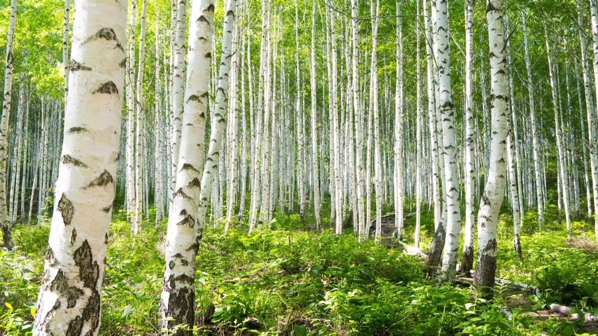 brezový les, najbežnejšie názvy ulíc