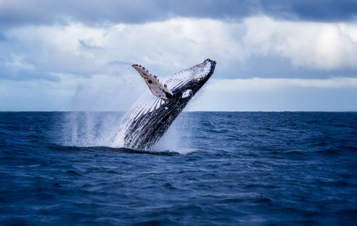 кит грбавац, луде чињенице