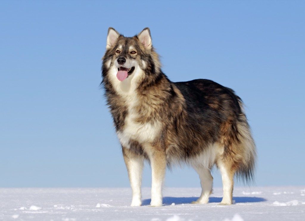 Alaskan Malamute, Siberian Husky og German Shepherd.
