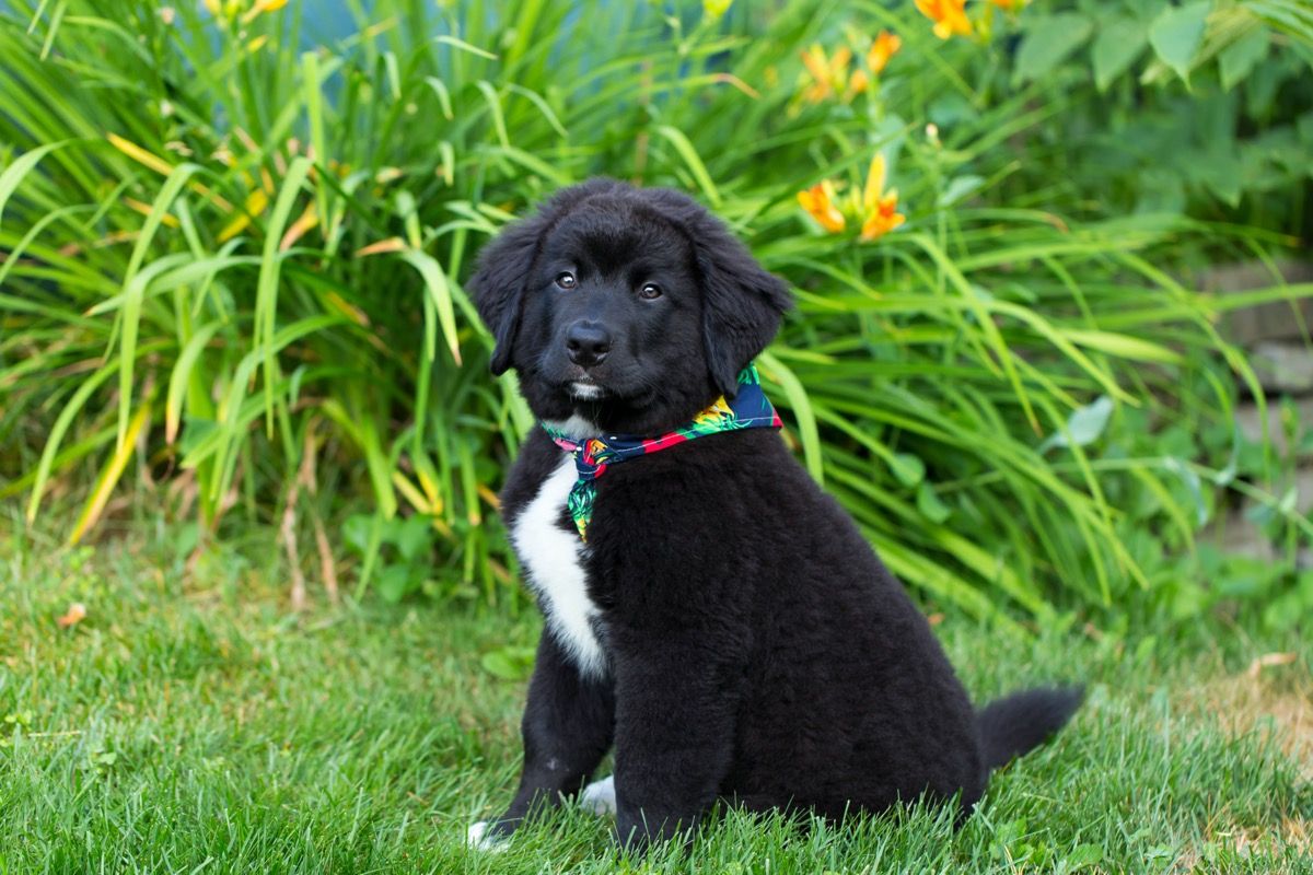 Lab and bernese mountain dog mix puppy