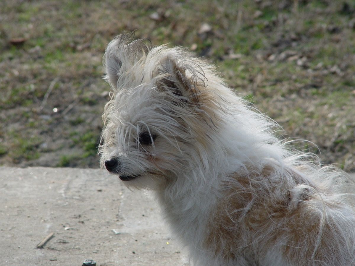 terrier mix cane bianco