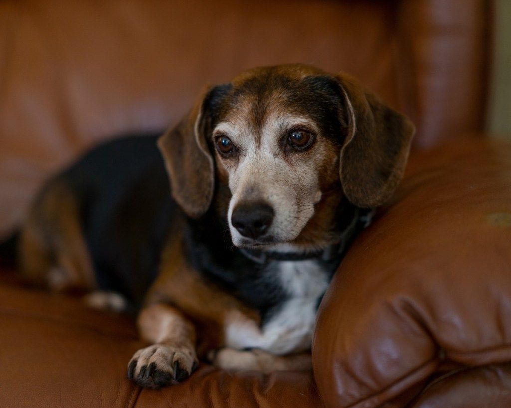 Beagle és egy tacskó