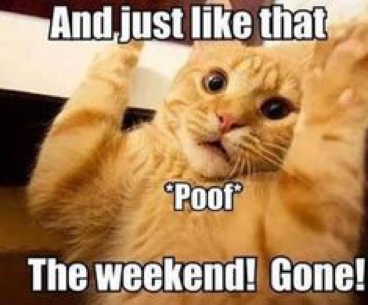sudie savaitgalio katinas, pirmadienio memai