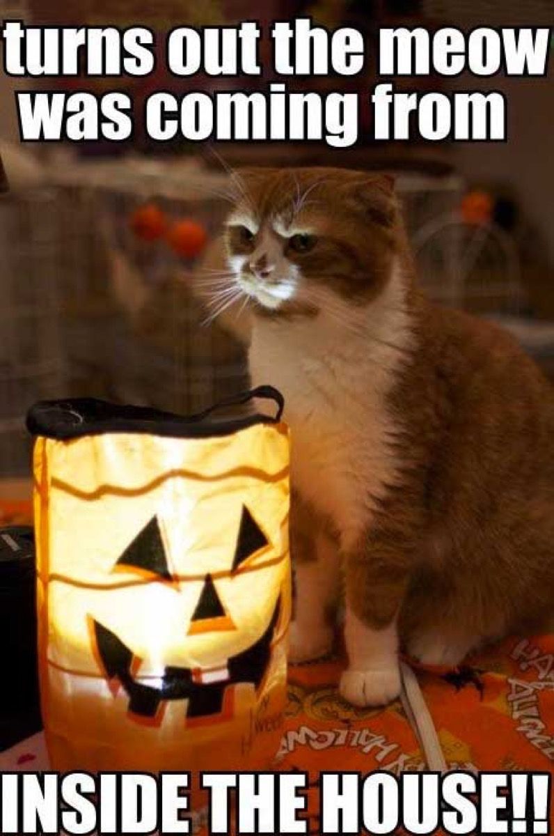 अजीब हेलोवीन मेम बिल्ली