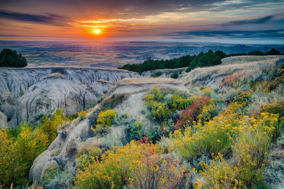 žlté kvety a skaly v národnom parku Badlands v Južnej Dakote pri východe slnka