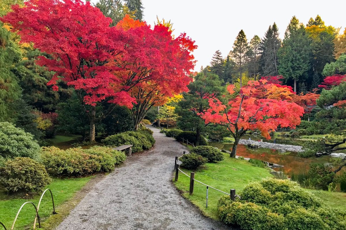 červené a zelené stromy a chodník v záhrade v Seattli vo Washingtone