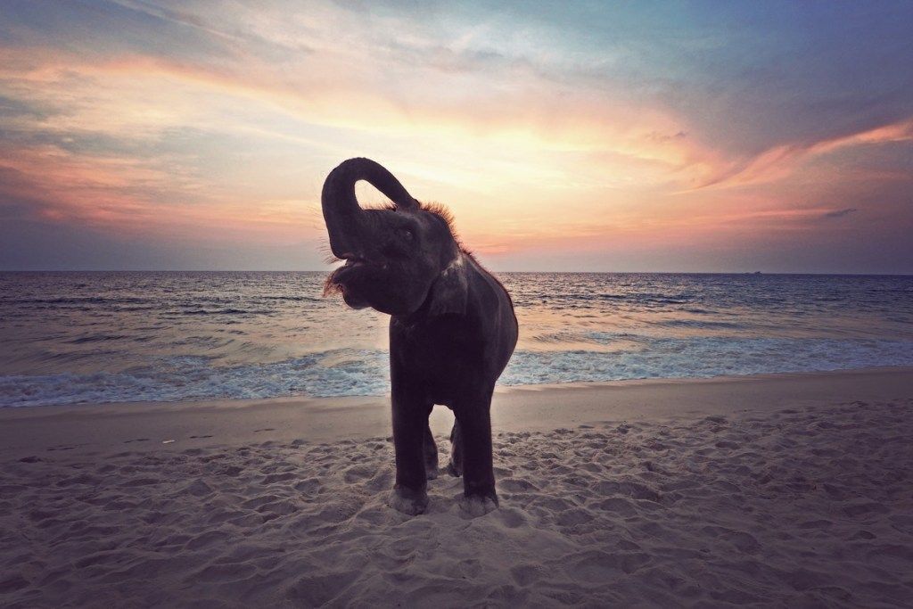 див слон на плажа, слон шеги