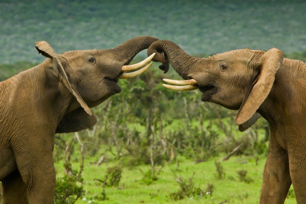 диви слонове, борещи се с хоботите си, слонови шеги