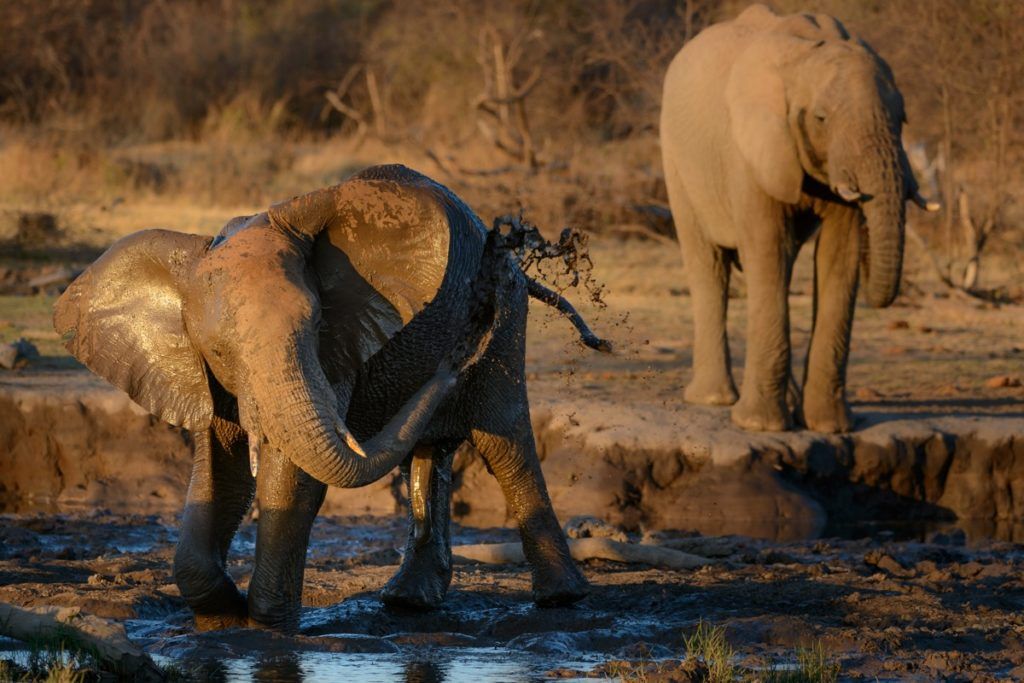 два африкански храстови слона във водата, невероятни факти