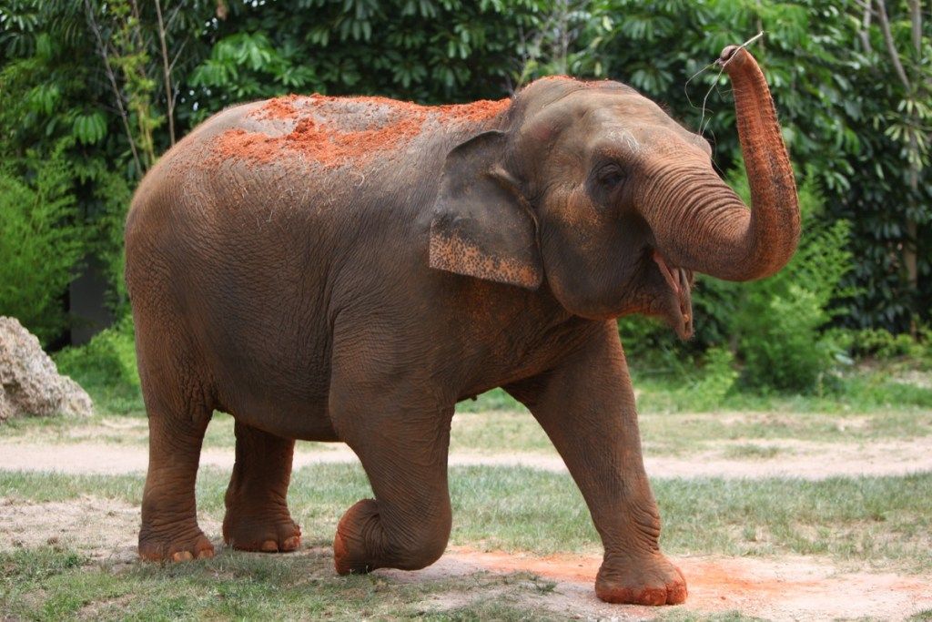 слон, хвърлящ мръсотия наоколо