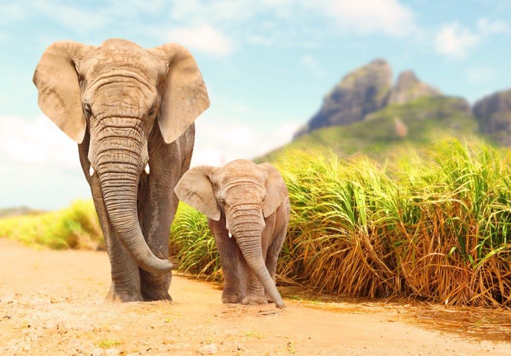 див слон, разхождащ се с бебе, шега на слон