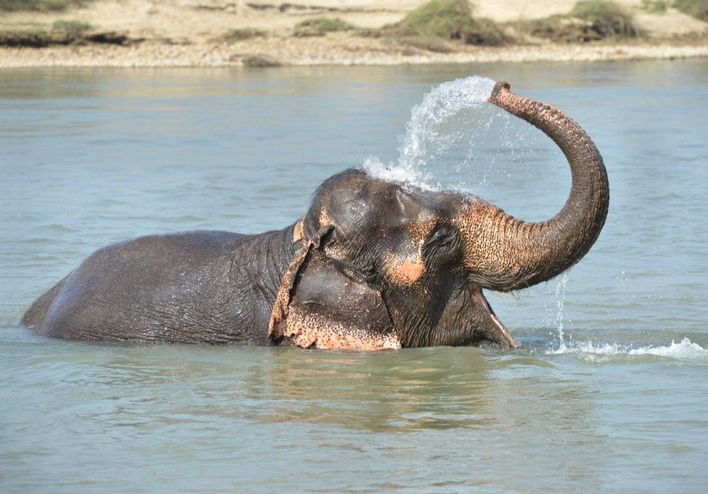 слон, пръскащ вода върху себе си в езерото