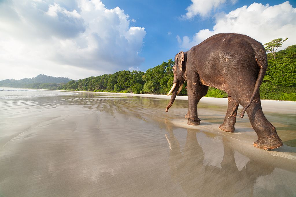 Слон, разхождащ се на плажа