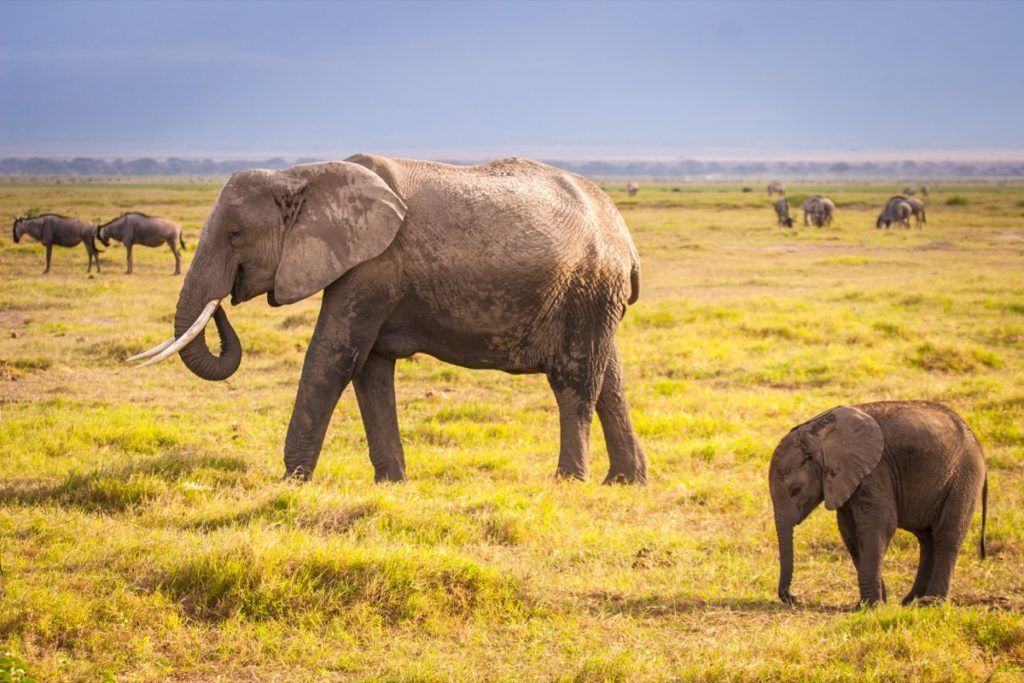 Слон и слон. Кения. Сафари в Африка. Африкански слон. Животни от Африка. Пътуване до Кения. Семейство слонове. - Изображение