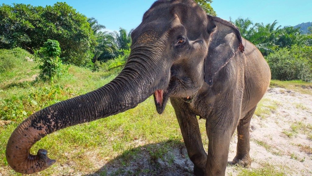 20 chistes de elefantes tan divertidos que te vas a reír