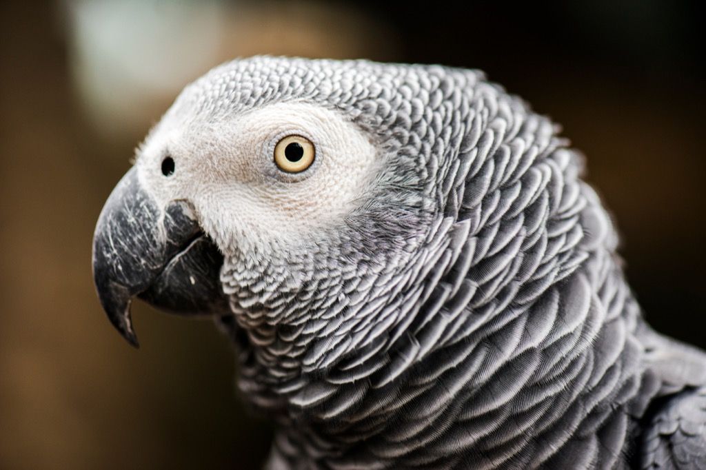 Африкански сив папагал - най-забавни шеги