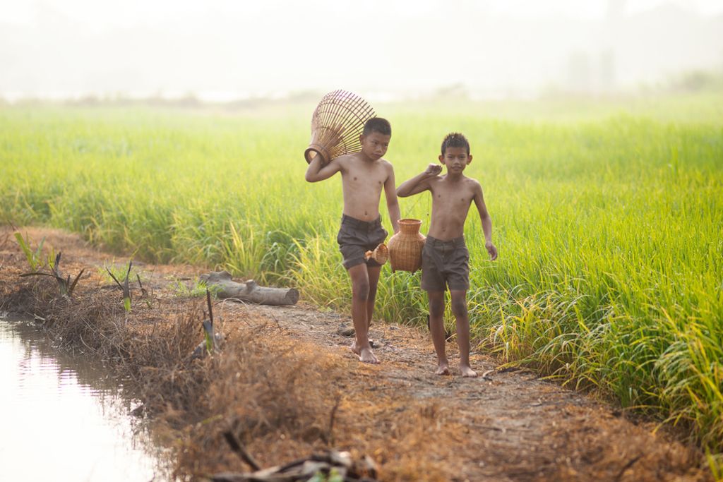 dua budak lelaki Asia berjalan melalui sawah
