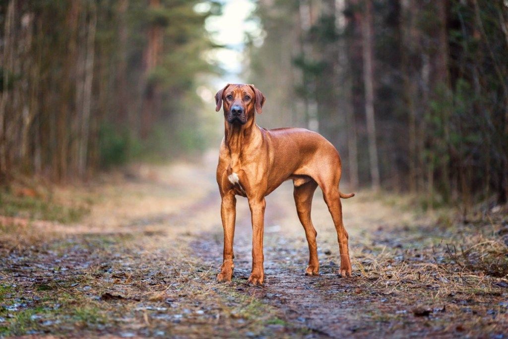 रोड्सियन रिजबैक जंगल के बीच में, कुत्ते की शीर्ष नस्लें