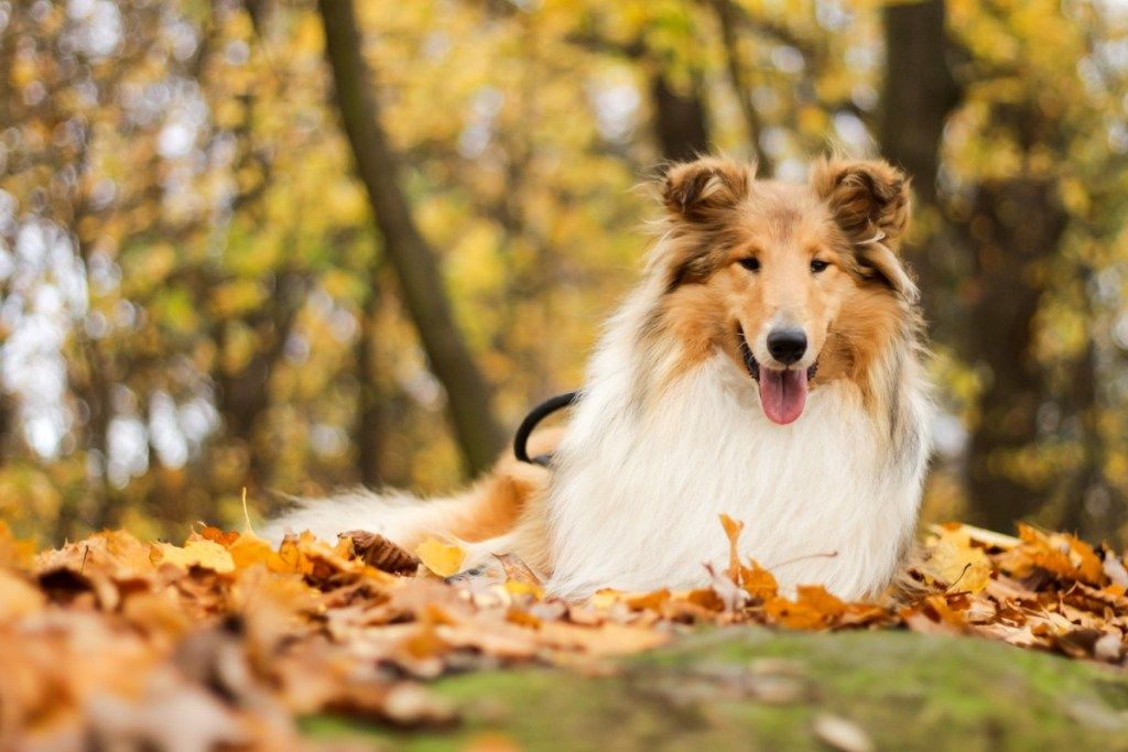 kolis lapuose, geriausios šunų veislės