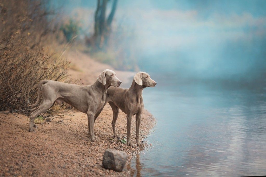 du Veimaro veislės šunys, stovintys prie ežero, veislių šunys