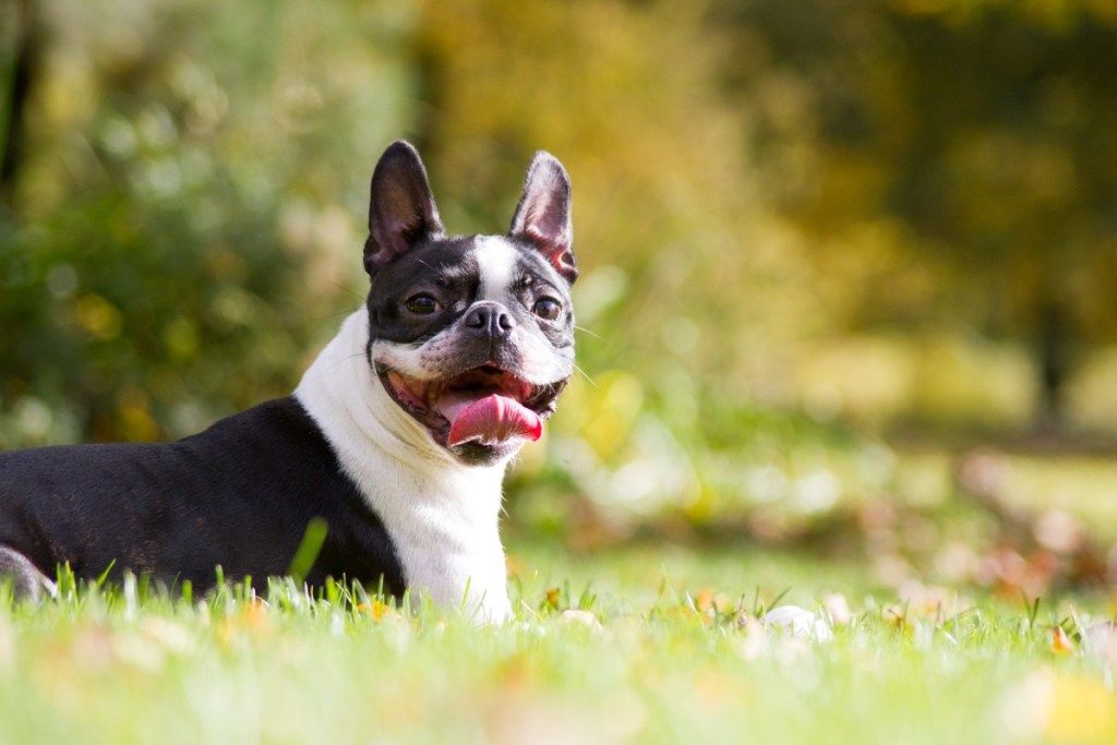 كلب بوسطن ترير يقف في حقل الزهور ، أعلى سلالات الكلاب