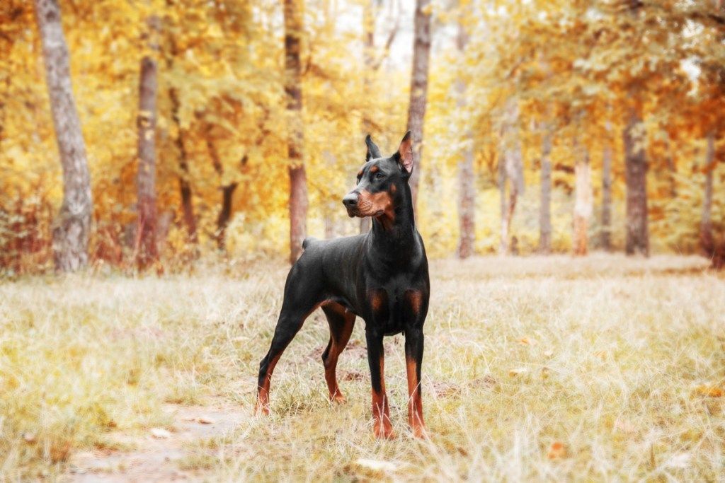 دوبرمان بينشر يقف في حقل من أشجار الخريف ، أعلى سلالات الكلاب