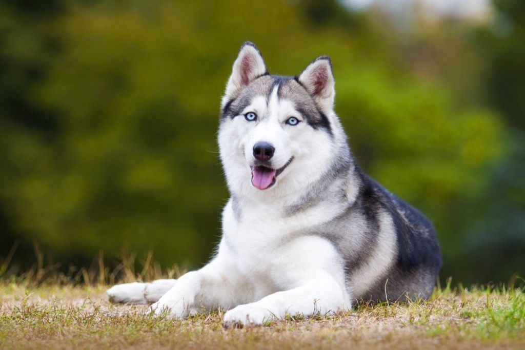 2018 m. Sibiro haskių šunų gyvūnų istorijos - šunų kaladėlės