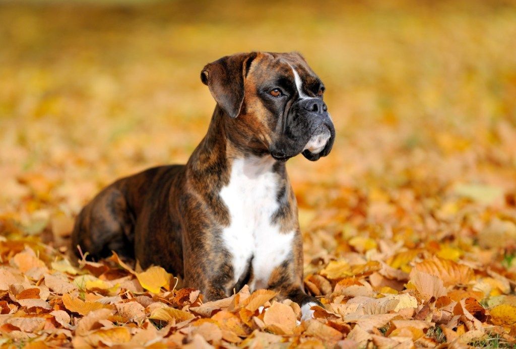 boksininkas šuo lapuose, veislių šunys