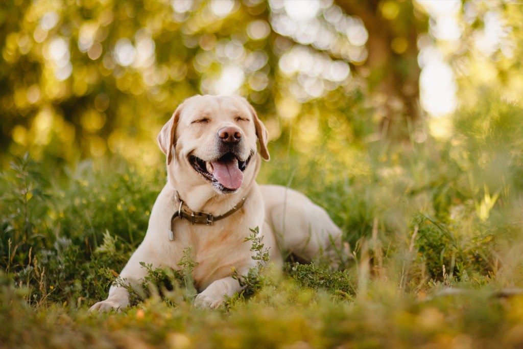 لابرادور ريتريفر يبتسم في العشب ويبتسم ، أفضل سلالات الكلاب