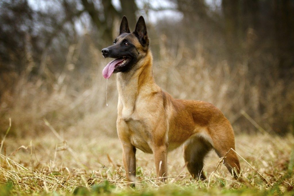 belgų malinois šuo, stovintis lauke, geriausių šunų veislių