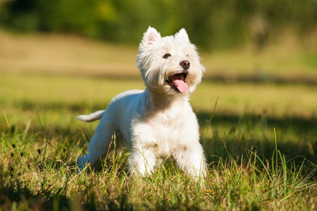Vakarų Škotijos baltasis terjeras žolėje, geriausios veislės šunys
